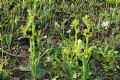 Ophrys forestieri